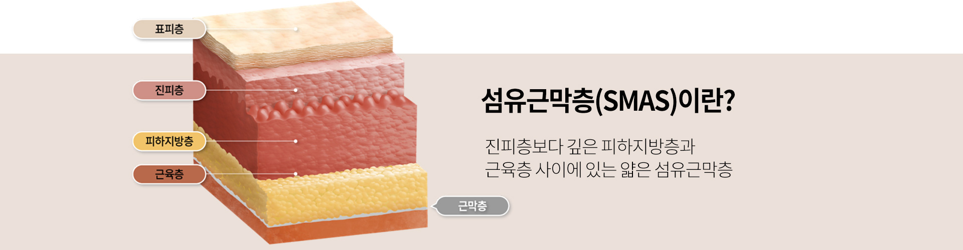 섬유근막층(SMAS)이란? 진피층보다 깊은 피하지방층과 근육층 사이에 있는 얇은 섬유근막층
